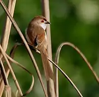 In typical habitat of grass, note the yellow nostril. (Hodal, Haryana)