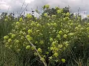 Yellow flowers