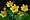 Caltha palustris, yellow marsh marigold, The Ridges