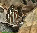 At Jayanti in Buxa Tiger Reserve
