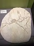 Yixianornis specimen TNP 01616 at the museum.