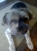 A Yorkshire Terrier with floppy ears