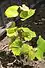 Young Concord grape vine