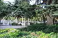 Cedrus libani