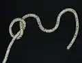 Tying a jamming false Zeppelin loop using the noose method: One starts with an underhand knot