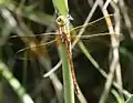 Teneral female