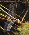Female ovipositing