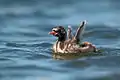 Chick