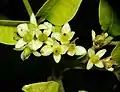 Female flowers