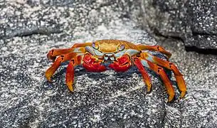 Baltra, Galapagos Islands