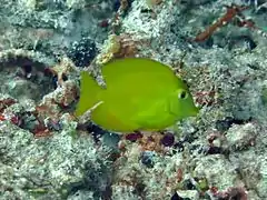 Yellow tang (Zebrasoma flavescens)