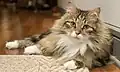 Brown tabby and white adult.
