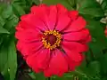 Zinnia Elegans at JNTBGRI