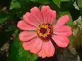 Zinnia Elegans at JNTBGRI