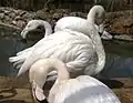 Greater flamingo