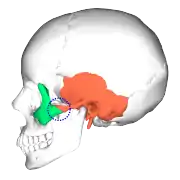 Zygomaticotemporal suture (blue circle) and position of two bones. .mw-parser-output .legend{page-break-inside:avoid;break-inside:avoid-column}.mw-parser-output .legend-color{display:inline-block;min-width:1.25em;height:1.25em;line-height:1.25;margin:1px 0;text-align:center;border:1px solid black;background-color:transparent;color:black}.mw-parser-output .legend-text{}&nbsp;&nbsp;Zygomatic bone.mw-parser-output .legend{page-break-inside:avoid;break-inside:avoid-column}.mw-parser-output .legend-color{display:inline-block;min-width:1.25em;height:1.25em;line-height:1.25;margin:1px 0;text-align:center;border:1px solid black;background-color:transparent;color:black}.mw-parser-output .legend-text{}&nbsp;&nbsp;Temporal bone