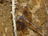 Female with dark wings