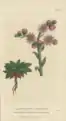 Sempervivum tectorum