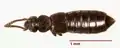 Carpelimus sp.