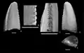 Dromaeosauridae tooth with small denticles along the cutting edge. Scale bars are 1&nbsp;mm.
