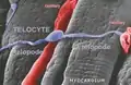 Figure 10. Scanning electron micrograph of monkey left ventricular myocardium. A typical TC is located across the cardiomyocytes, in close contacts with blood capillaries. Note, the cardiomyocytes striations and the openings of T tubules.