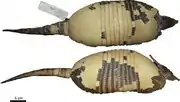 Brown armadillo