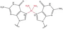 Chemical structure of DNA crosslink induced by Cisplatin.