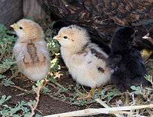 Two chicks in the woods