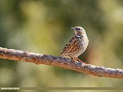 Prunella himalayana