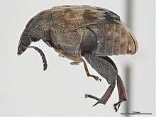 Bruchidius endotubercularis.jpg