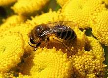 A bee on flowers