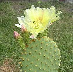 Opuntia microdasys subsp. microdasys