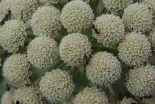 Seseli gummiferum flowers1.jpg