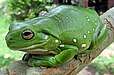 Frosch