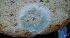 mold