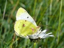 A butterfly on grass