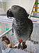 parrot