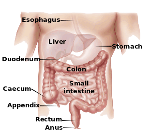 digestive tract