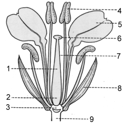 flower