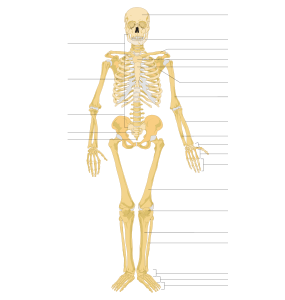 skeleton