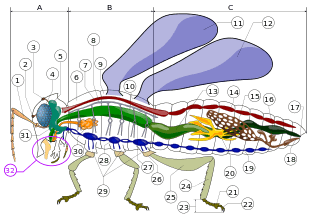insect