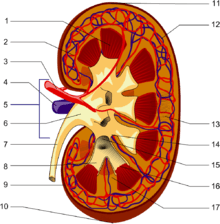 kidney