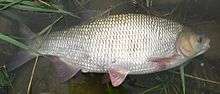 A photograph of a fish.