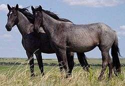 Pferd