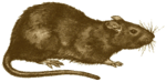 rat